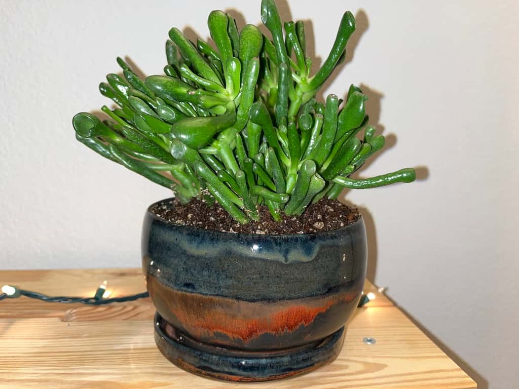 A ceramic planter.