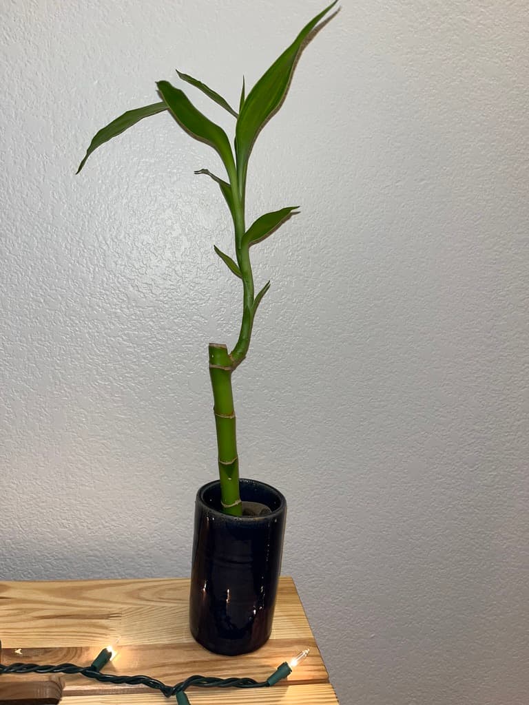 A bamboo-style planter.