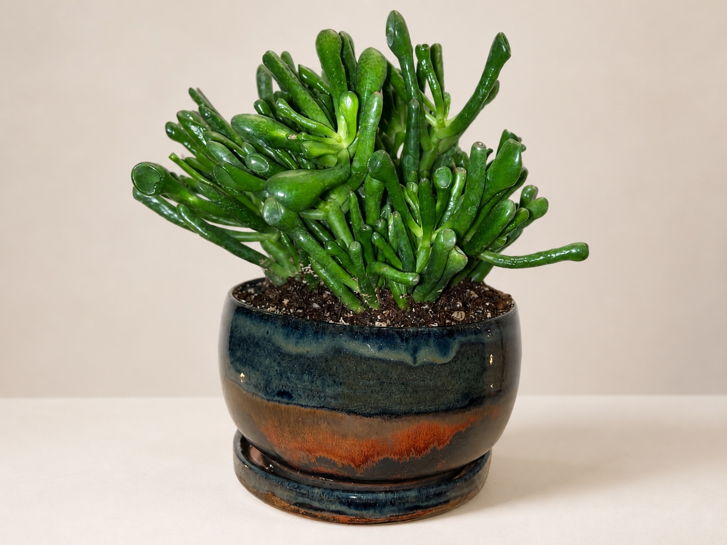 A ceramic planter.