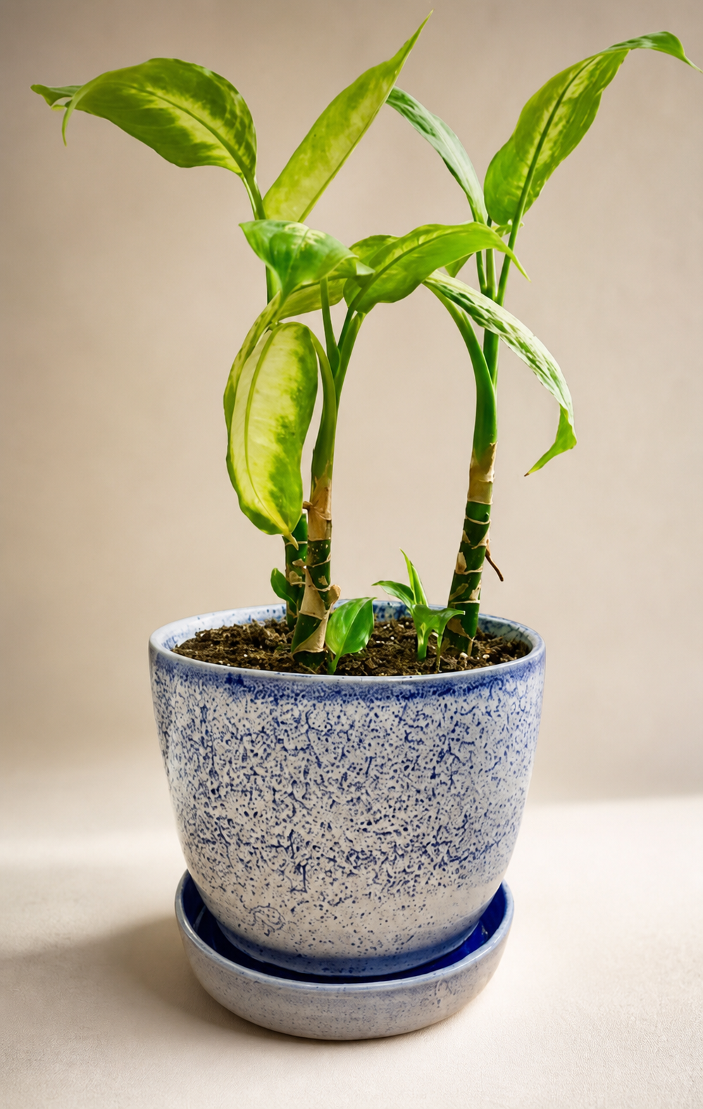 A plant vase with an oil-spot glaze.
